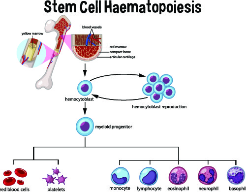 Αιμοποίηση. Παραγωγλη ερυθρών, λευκών αιμοσφαιρίων από το μυελό των οστών.